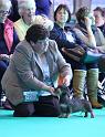 Crufts_dachshunds 626